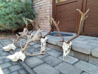 Trofeje danielov - 4