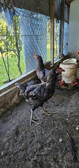 Predam mladeho kohuta - 4