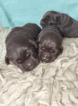 Labrador retriever s PP , Labradorsky retriever - 4