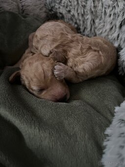 Pudel Toy/trpaslik bez pp - 4