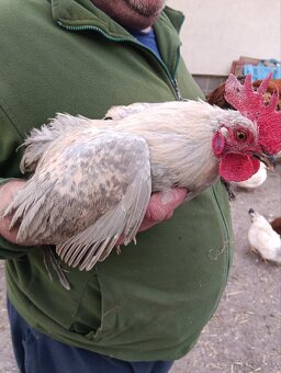 Predám milferkovych kohutov - 4