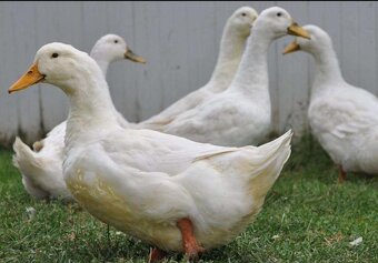 Kačky, husokačky, husi - 4