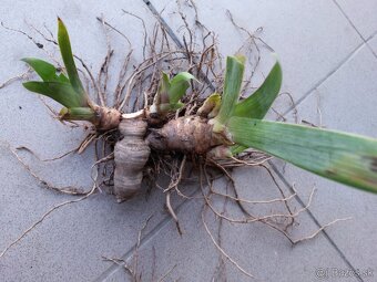 Vínovo-červené holandské kosatce / Iris - 4