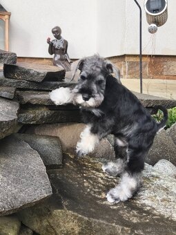 Bradáč malý korenie a soľ s PP - 4