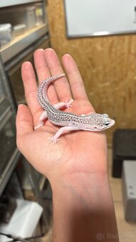 Gekončík nočný - mladí samci - 4