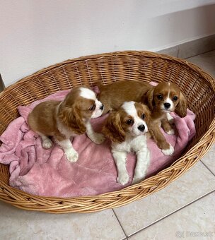 Cavalier king charles španiel, kavalier - 4