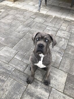 Na krytie Cane Corso - 4
