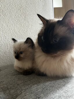 Ragdoll mačiatka - 4