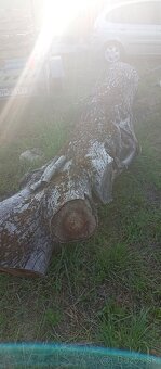 Ponúkam na predaj peň ORECH. - 4