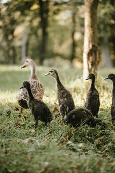 Predam indickych bezcov - 4