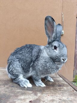 Čistokrvné Vss a Čv - 4