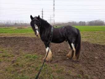 Pripúštanie Írsky Cob - 4