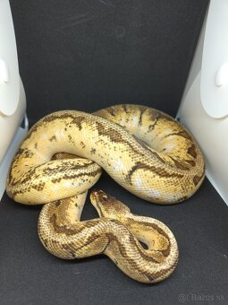 Pytón kráľovský-Python regius - 4