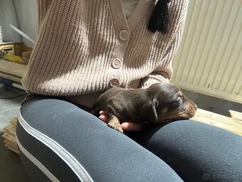 Jazvečík trpasličí - 4