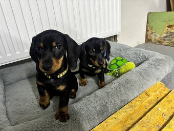 Jazvečík kratkosrstý - 4