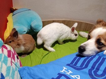 Darujem kralička - 4