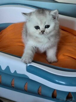 Britské mačiatka kocurik chinchilla - 4
