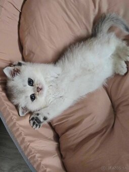 Britské mačiatka kocurik chinchilla - 4