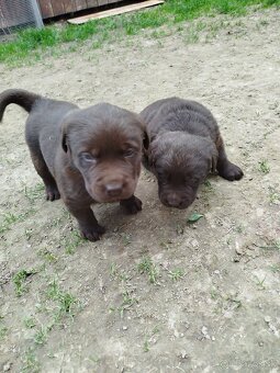 Labrador - 4