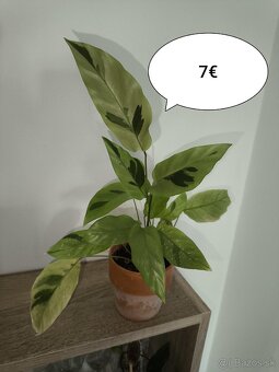 Izbové rastliny - 4