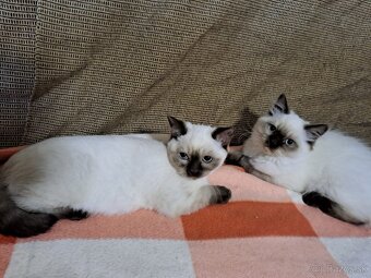 Britská modrá colorpoint - 4