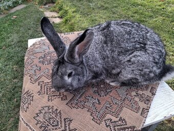 Činčila veľká - 4