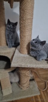 🐾 Na predaj tri rozkošné britské mačiatka – dievčatká 🐾 - 4
