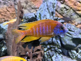 Africké cichlidy - 4