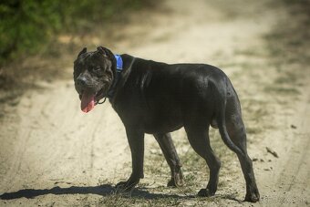 American Bully XL krytie - 4