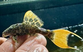 Geophagus Rio parana a L sumce plecos dovoz do KE - 4