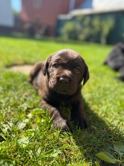 Labrador šteniatka - 4