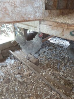 Predám mladých kohútov araucana levanduľových - 4