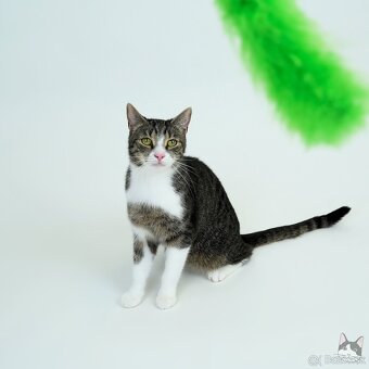 Citlivá mačička SASHKA hľadá domov - 4