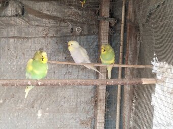 Predám vtáctvo - 4