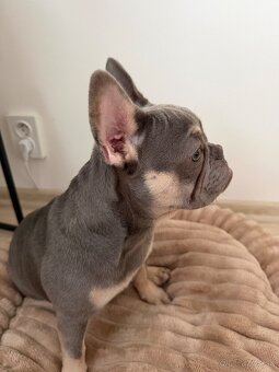 Francúzsky buldoček- fenka - 4