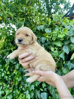 Zlatý retriever šteniatka - 4