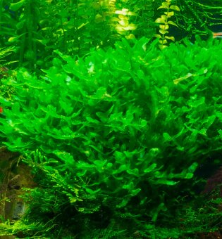 Mikra, roupice, rastlinky, medaka japonská - 4