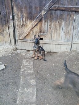 Šteniatka nemecký ovčiak - 4