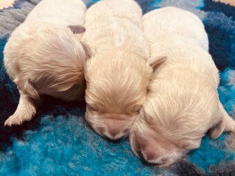 Zlaty retriever Golden retriever šteniatka s pp - 4