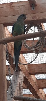 Papagáj Mnohofarebný 2025. - 4