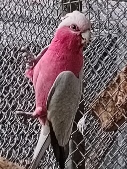 Kakadu ružový - 4