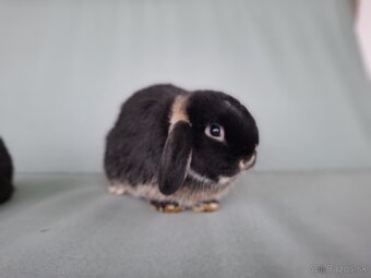 Zdrobnený králik,  minilop,  baranček - 4