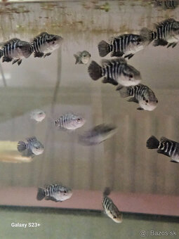 Parachromis Managuensis - 4