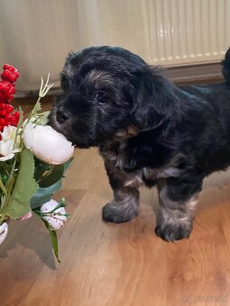 Rozkošné šteniatka MORKIE - 4