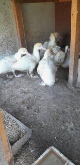 Predám morky bronzové a kačky - 4