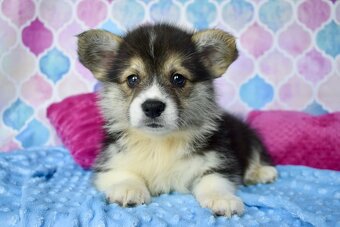 Welsh Corgi Pembroke s PP - 4