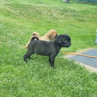 Mops - 4