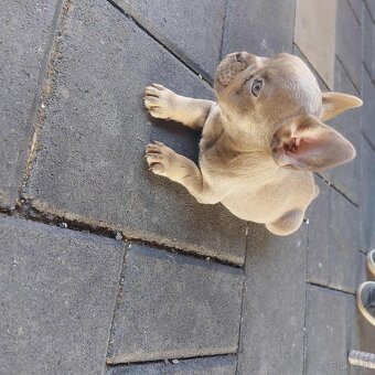 Francuzsky buldoček - 4