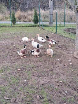 Çiarkovany kacer - 4