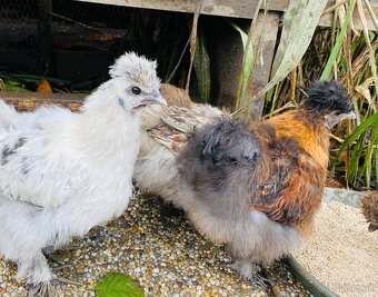 Predam mlade hodvabnicky - 4